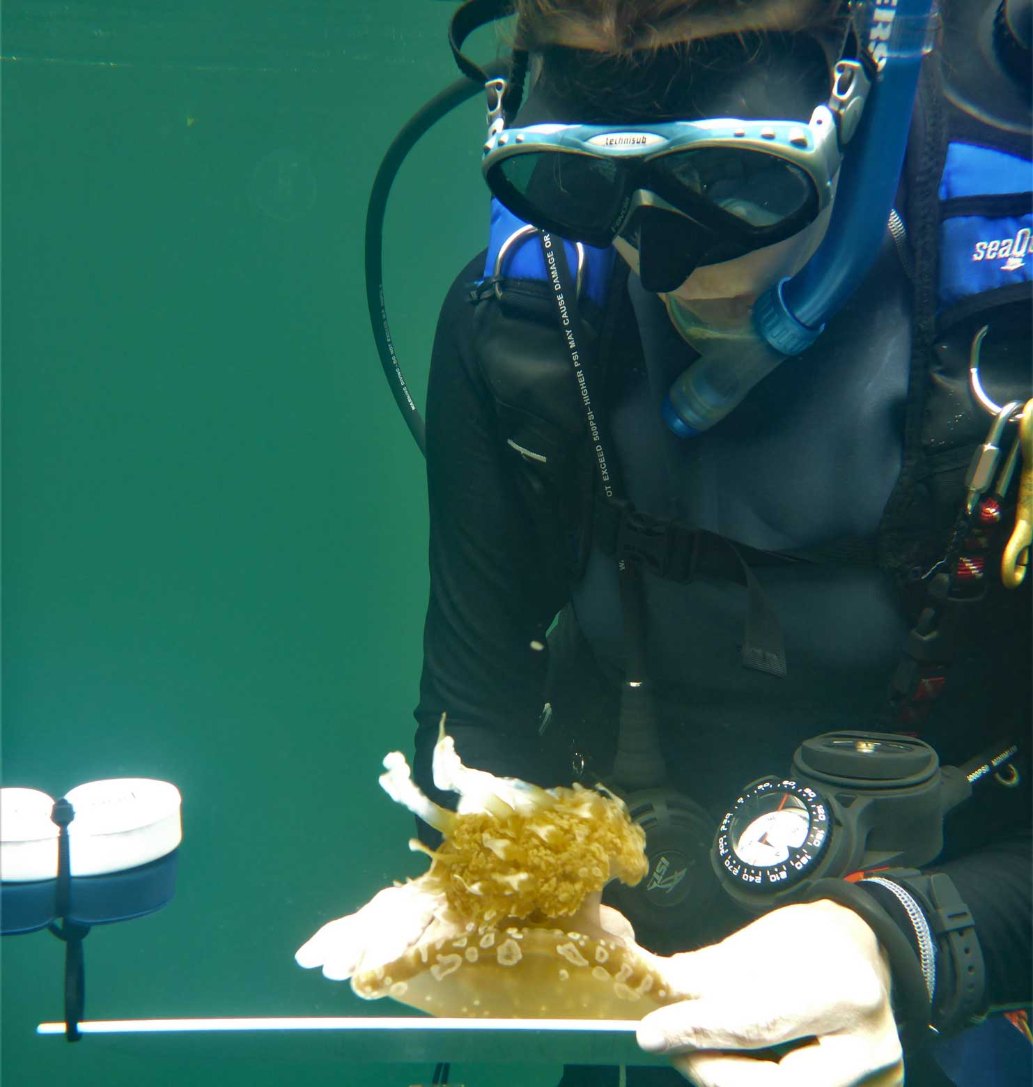 UMC diver measuring jellyfish