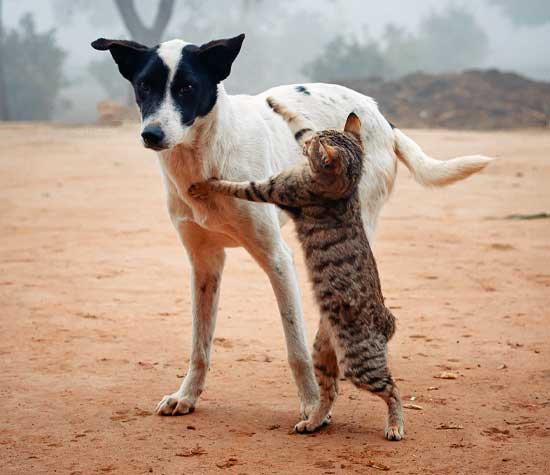 cat fighting with a calm dog