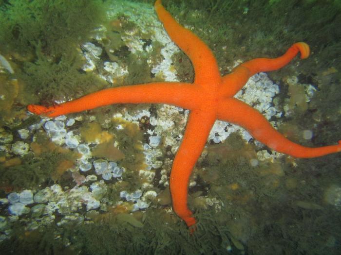 Sea Star