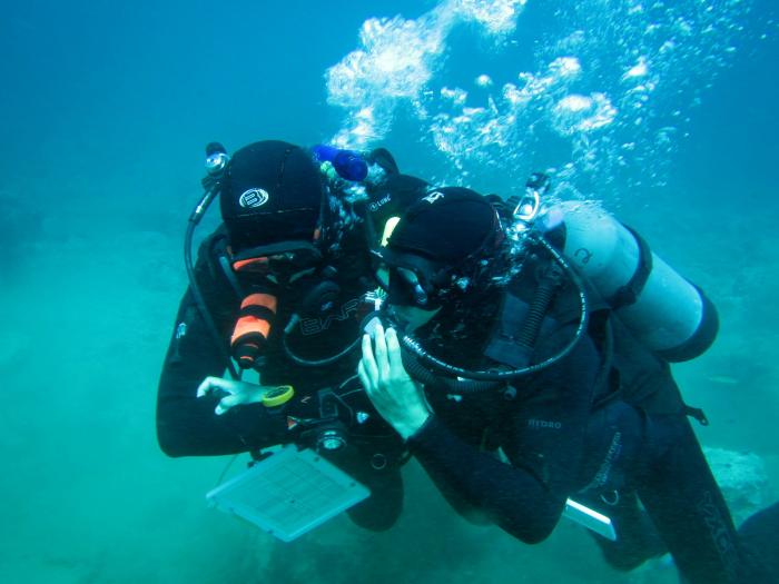 Divers under water