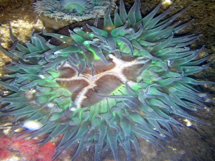 Sea Anemone