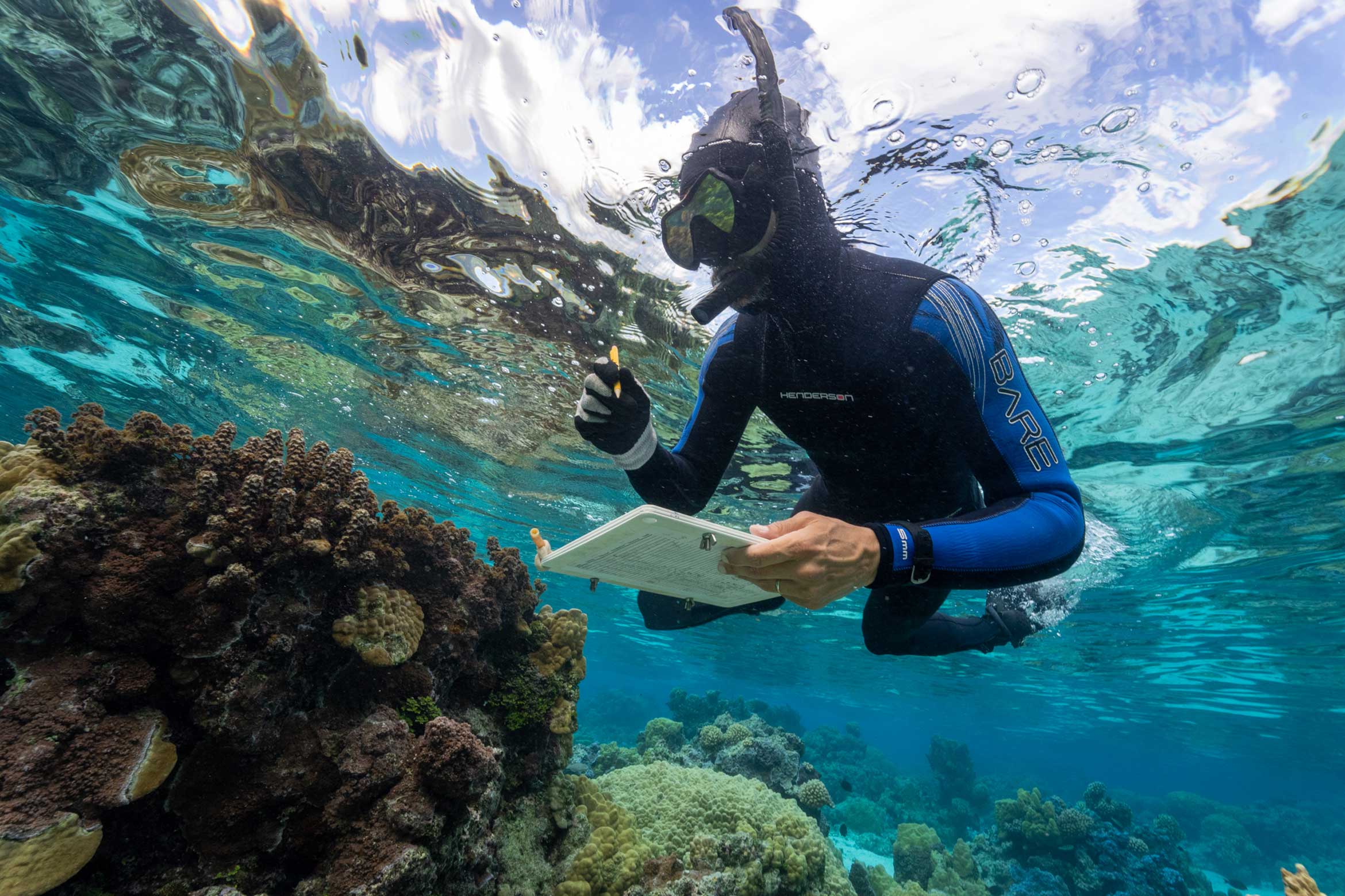 diver in the waters of moorea