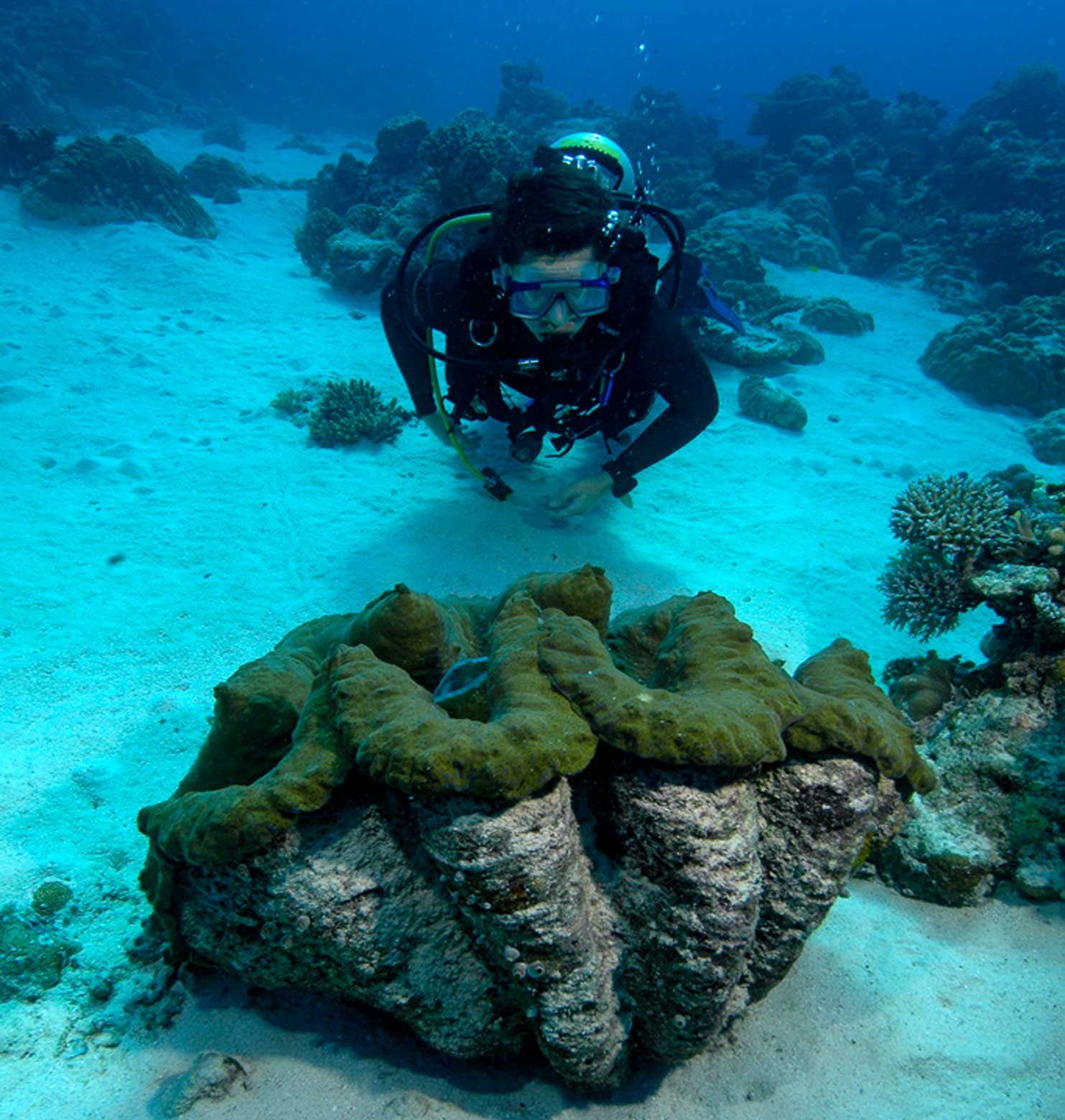 diver looking at a clam in the ocean