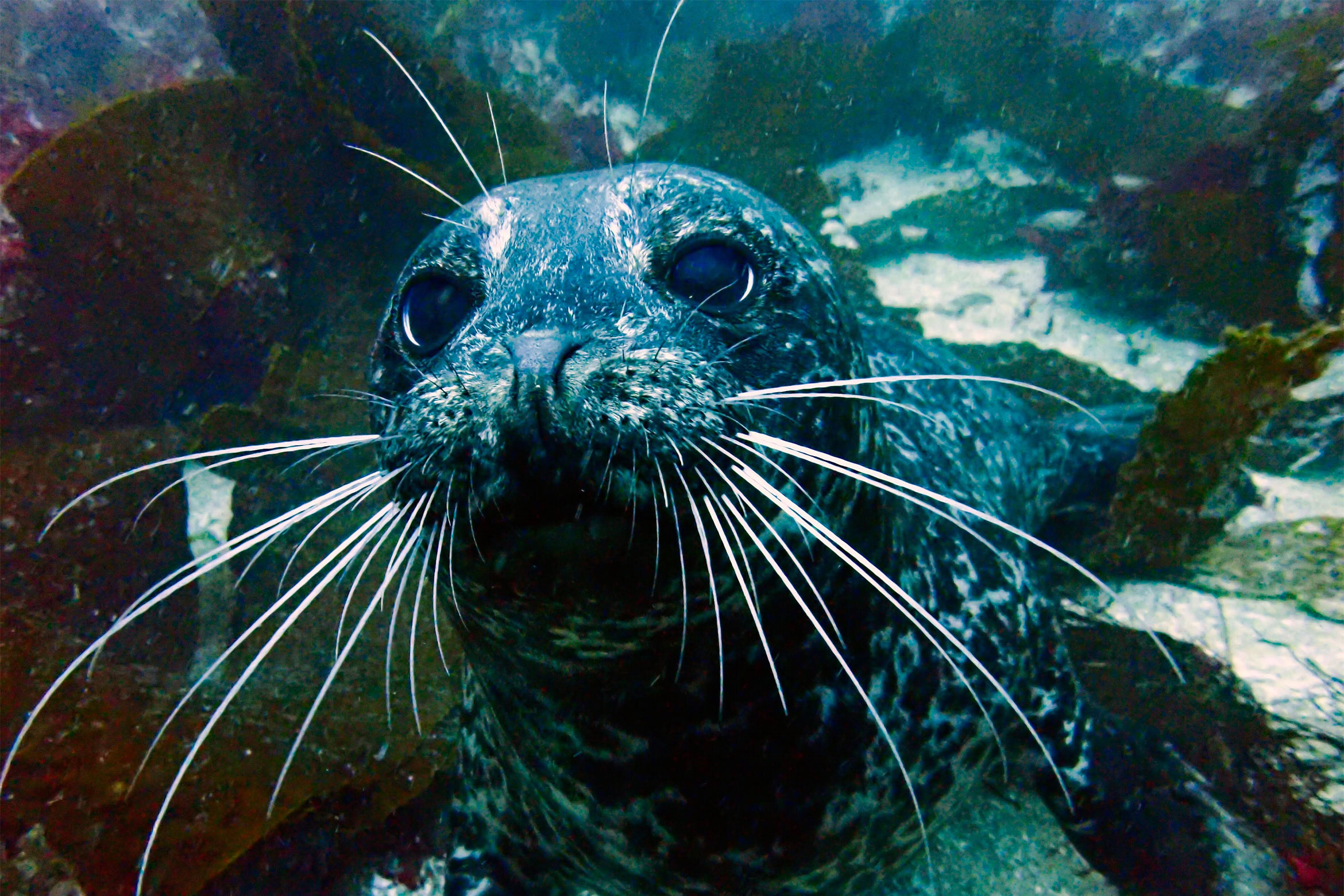 seal in the ocean