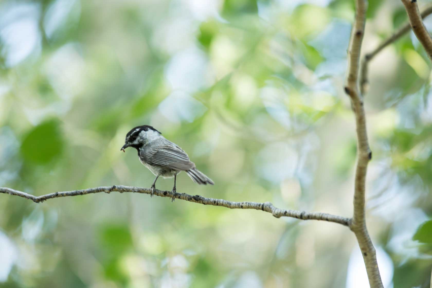 Bird in Tree