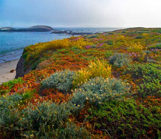 view of the beach with colorful flowers