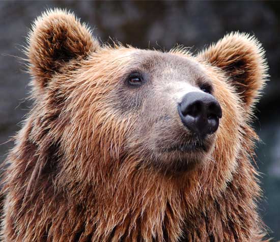 brown bear