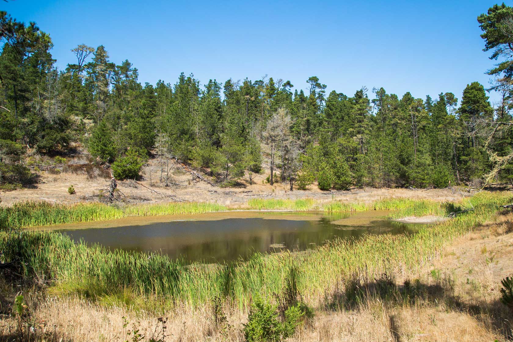 Eastern Sierra Pond