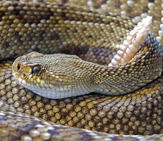 picture of a coiled rattlesnake